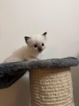 Ragdoll - 3