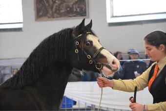 Připouštění Welsh Pony of cob type - 3