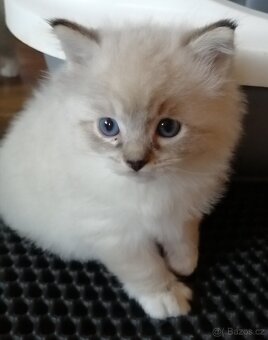 Ragdoll koťátka bez PP - 3