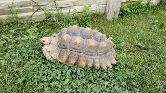 Želva ostruhatá (Geochelone Sulcata) 29 cm samice, plastron, - 3