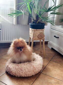 Pomeranian - typový pejsek s PP - 3