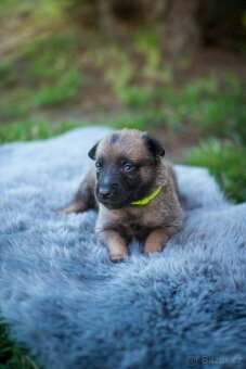 Belgický ovčák Malinois s PP - 3