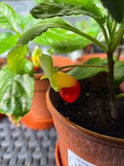 Impatiens - 3