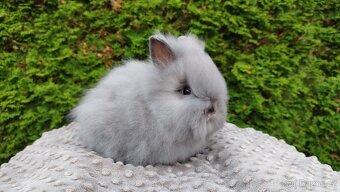 Zakrslý králík, králíček -(TEDDY)-FÍLA - 3