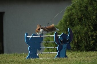 Nabízím předváděcí akci králičího hopu - 3
