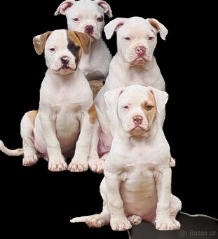 Americký buldok - 3