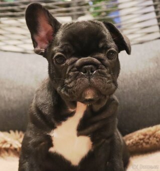 Francouzský buldoček s PP FCI - 3