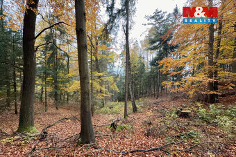 Prodej lesa, 6855 m², Jestřebí - 3