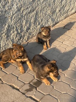 Štěňata německý ovčák bez PP - 3