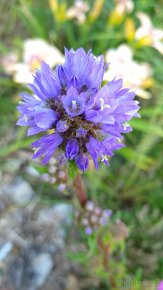 Zvonek hadincovitý - Campanula cervicaria 3000 semen 50 Kč - 3