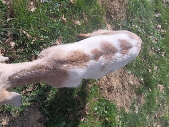 Kozel podáme anglonubijského kozlíka - 3