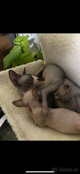 Krytí kocourem kanadské sphynx - 3