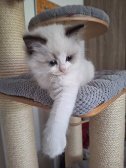 Koťátko Ragdoll s PP - 3