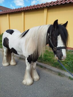 Velmi charakterní valach - 3