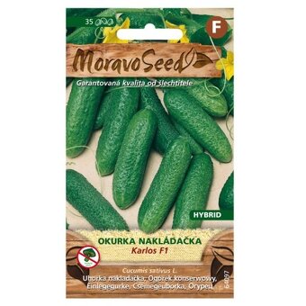 Sazenice sazeničky okurka nakládačka - 3