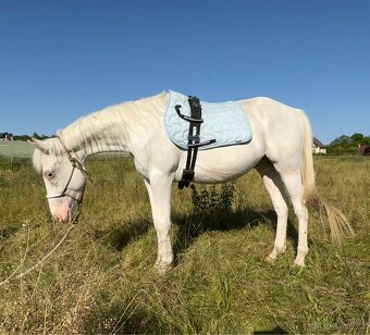Appaloosa valach, 3 roky - 3