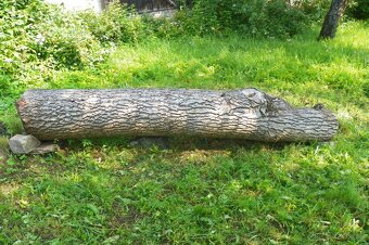 OŘEŠÁK VLAŠSKÝ ZDRAVÝ KMEN - 3