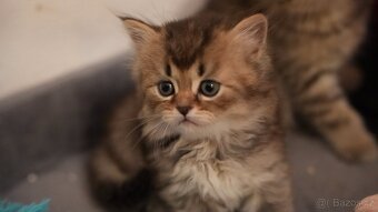 Koťata WHISKAS - 3