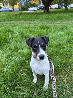 Parson russel teriér - 3