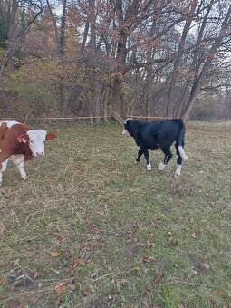 Prodám jalovičku - 3