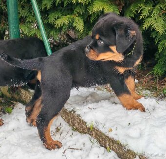 Rotvajler,rottweiler,RTV, šteniatka rottweilera - 3