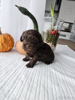 Ruská barevná bolonka - štěňátka s PP k odběru - 3