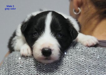 Border kolie s PP - kluci - 3