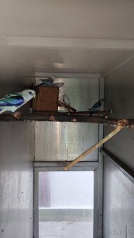 Rosela modrá na ino - 3