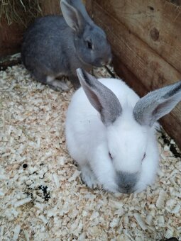 Polozakrsla králička - 3