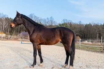 Valach 4 roky, valach 5 let - 3