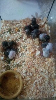 Dzungarsky křeček - 3