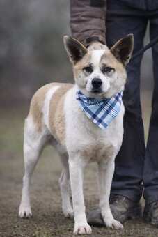 Flint hledá domov - 3