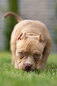 American bully s PP - 3