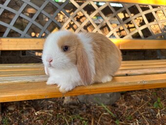 Mini lop králíčci - 3
