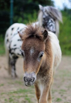 Prodám minihorse - miniappaloosa hřebeček - 3