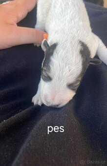 Jack Russell teriér - 3