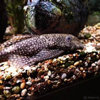 Ancistrus SP. velikosti od 4 do 14cm - 3
