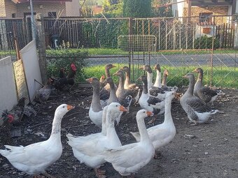 Husa Pomořanska,landeska ,bila - 3