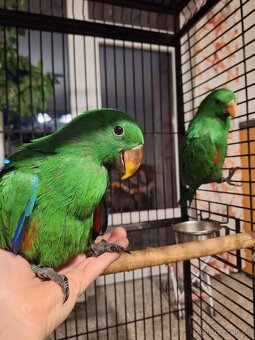 Eklektus roratus polychloros - 3