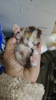 Mainska mývalí kočka - 3