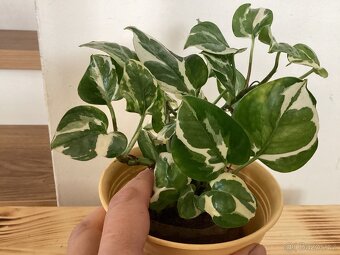 Potosy, Monstera minima - 3