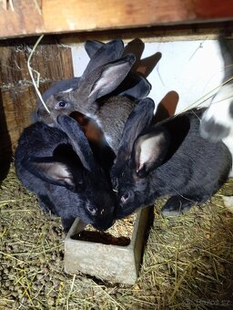 Prodám kralíky - 3