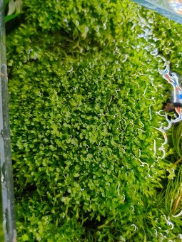 Prodám akvarijni rostliny Riccia - 3