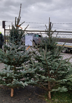 Vánoční stromky - 3