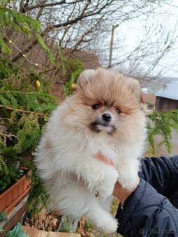 Pomeranian s PP - 3