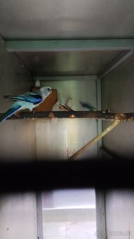 Rosela modrá na ino - 3