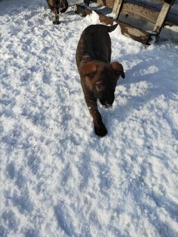 Německý ovčák - 3