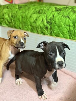 Americký stafordšírský terier - 3