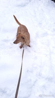 Jezevcik,teriér,malý kríženec, - 3