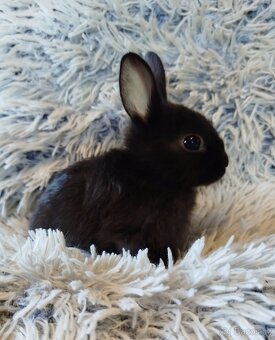 Zakrslý krátkouchý s VP - 3